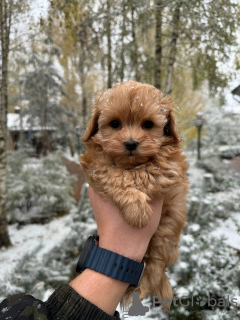 Zdjęcie №2 do zapowiedźy № 132951 na sprzedaż  maltipu - wkupić się Federacja Rosyjska prywatne ogłoszenie