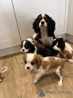 Zdjęcie №1. cavalier king charles spaniel - na sprzedaż w Enköping | negocjowane | Zapowiedź №169789