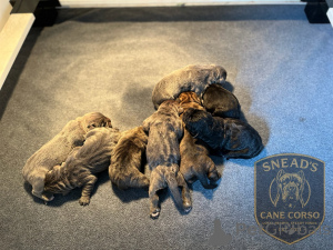 Zdjęcie №1. cane corso - na sprzedaż w Aalborg | 6zł | Zapowiedź №173403