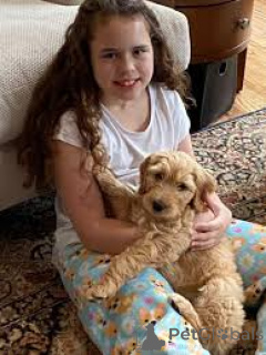 Zdjęcie №2 do zapowiedźy № 162619 na sprzedaż  labradoodle - wkupić się Belgia prywatne ogłoszenie, hodowca