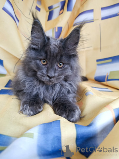 Dodatkowe zdjęcia: Elegancki kotek chłopiec