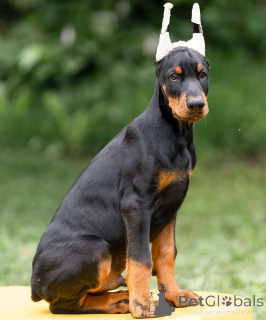 Zdjęcie №1. doberman - na sprzedaż w Drezno | 4305zł | Zapowiedź №148996