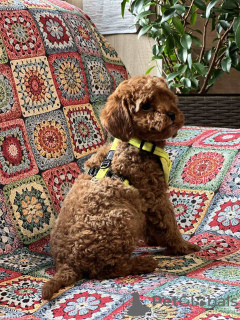 Zdjęcie №2 do zapowiedźy № 127751 na sprzedaż  pudel (zabawka) - wkupić się Serbia hodowca