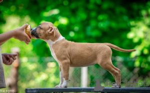 Zdjęcie №3. Szczenięta American Staffordshire Terrier. Chorwacja