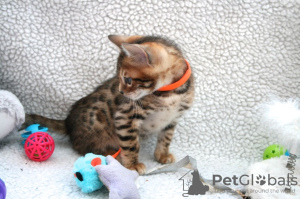 Zdjęcie №3. Kochane kocięta bengalskie dostępne do adopcji. USA