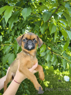 Zdjęcie №3. Szczenięta ptaków z koloru Bribanson Red. Białoruś