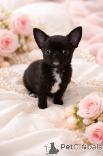 Zdjęcie №1. chihuahua (rasa psów) - na sprzedaż w Dnipro | 2870zł | Zapowiedź №165970