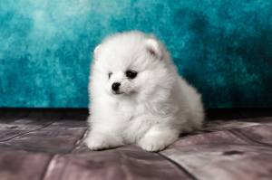 Zdjęcie №3. Pomeranian shpitz, White, boy. Federacja Rosyjska