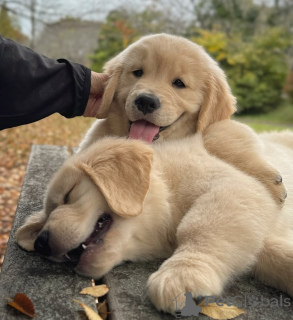 Zdjęcie №3. Urocze szczenięta Golden Retriever wychowane z miłością i troską. Gwadelupa