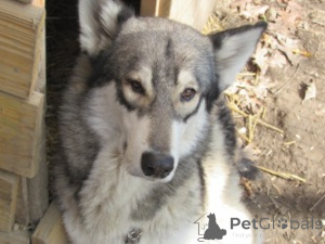 Zdjęcie №1. owczarek niemiecki - na sprzedaż w Czarleston | 7624zł | Zapowiedź №146695