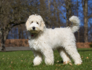 Zdjęcie №2 do zapowiedźy № 2374 na sprzedaż  labradoodle - wkupić się Federacja Rosyjska od żłobka