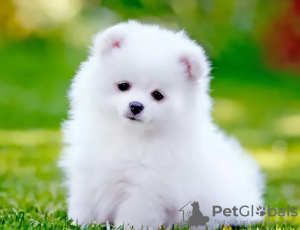 Zdjęcie №2 do zapowiedźy № 125752 na sprzedaż   - wkupić się Kanada 