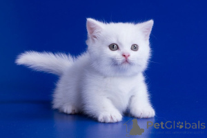 Zdjęcie №1. munchkin - na sprzedaż w Bruksela | 1196zł | Zapowiedź № 155601