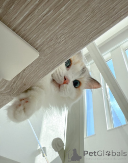 Zdjęcie №1. ragdoll - na sprzedaż w Eksjo | negocjowane | Zapowiedź № 157127