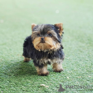 Zdjęcie №1. yorkshire terrier - na sprzedaż w Brno | negocjowane | Zapowiedź №111768