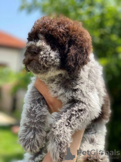 Dodatkowe zdjęcia: Szczenięta Lagotto Romagnolo