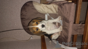 Zdjęcie №4. Sprzedam beagle (rasa psa) w Treviso. hodowca - cena - 1256zł
