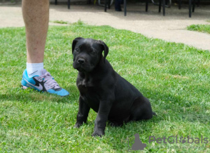 Dodatkowe zdjęcia: Mastif południowoafrykański Boerboel szczenięta