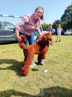 Zdjęcie №4. Sprzedam pudel (royal) w Municipality of Zitiste.  - cena - 9567zł