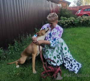 Zdjęcie №2 do zapowiedźy № 147683 na sprzedaż  pies nierasowy - wkupić się Federacja Rosyjska prywatne ogłoszenie