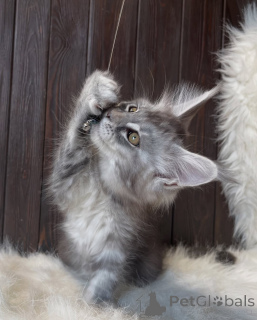 Zdjęcie №2 do zapowiedźy № 155325 na sprzedaż  maine coon - wkupić się Islandia prywatne ogłoszenie