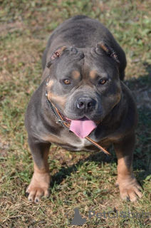 Zdjęcie №4. Sprzedam american bully w Mladenovac. hodowca - cena - negocjowane