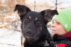 Zdjęcie №1. pies nierasowy - na sprzedaż w Москва | Bezpłatny | Zapowiedź №31060