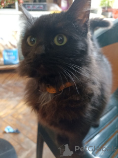 Zdjęcie №1. bombay cat - na sprzedaż w Tbilisi | 602zł | Zapowiedź № 166408