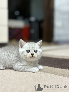 Zdjęcie №1. scottish straight - na sprzedaż w Mińsk | 747zł | Zapowiedź № 163066