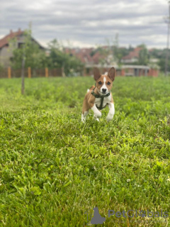 Dodatkowe zdjęcia: Szczenięta Basenji