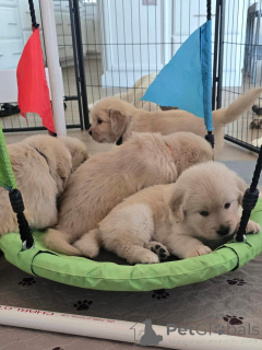 Zdjęcie №3. Entzückende Golden-Retriever-Welpen szukaj w Zuhause!. Niemcy