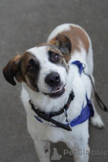 Zdjęcie №2 do zapowiedźy № 159177 na sprzedaż  pies nierasowy - wkupić się Federacja Rosyjska ze schronu