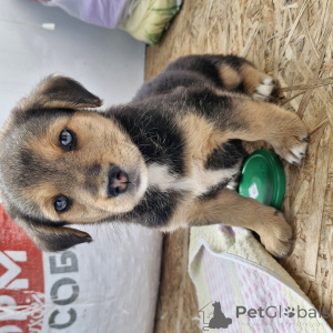 Zdjęcie №1. owczarek niemiecki - na sprzedaż w Mińsk | 75zł | Zapowiedź №145291