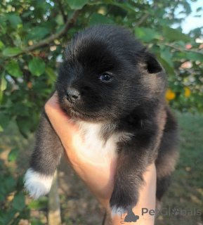 Zdjęcie №1. szpic miniaturowy - na sprzedaż w Texas City | negocjowane | Zapowiedź №138785