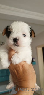 Zdjęcie №3. Бивер Принцесса. Turcja