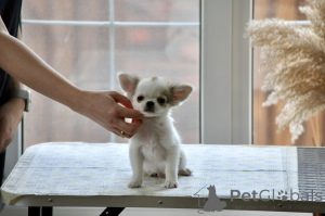 Zdjęcie №3. Chihuahua mężczyzna długi soat. Federacja Rosyjska