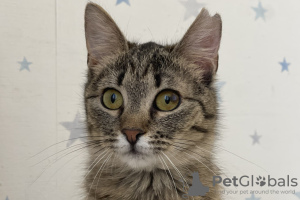 Dodatkowe zdjęcia: Łagodna pręgowana kotka Szprotya szuka domu i kochającej rodziny!