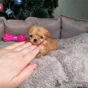 Zdjęcie №4. Sprzedam pudel (zabawka) w Meljine. prywatne ogłoszenie, ze schronu - cena - 2631zł