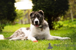 Zdjęcie №2 do zapowiedźy № 120166 na sprzedaż  pies nierasowy - wkupić się Federacja Rosyjska prywatne ogłoszenie