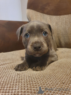 Zdjęcie №1. staffordshire bull terrier - na sprzedaż w Helsinki | 4784zł | Zapowiedź №158975