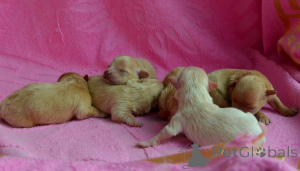 Zdjęcie №3. MALTIPU Doktor nauk ścisłych 21.04.2026. Kolor karmelowy.. Ukraina