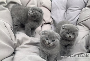 Zdjęcie №2 do zapowiedźy № 155576 na sprzedaż  scottish fold - wkupić się Belgia 