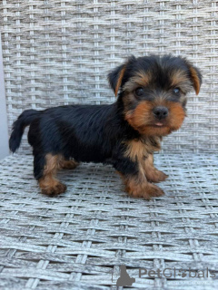 Zdjęcie №1. yorkshire terrier - na sprzedaż w Bamberg | negocjowane | Zapowiedź №175316