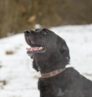 Zdjęcie №3. Vesta szuka kochających rodziców.. Federacja Rosyjska