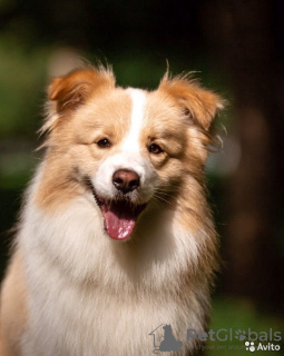 Dodatkowe zdjęcia: Szczenięta border collie, najmądrzejszy pies na świecie in
