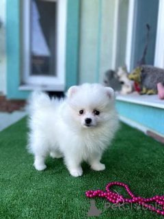 Zdjęcie №1. szpic miniaturowy - na sprzedaż w Braga | negocjowane | Zapowiedź №164444