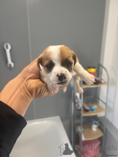 Zdjęcie №4. Sprzedam jack russell terrier w Heusenstamm. prywatne ogłoszenie - cena - 1818zł