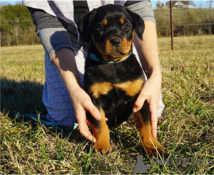 Dodatkowe zdjęcia: Szczenięta Golden Retriever zarejestrowane w AKC