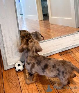 Zdjęcie №2 do zapowiedźy № 164021 na sprzedaż  jamnik - wkupić się Finlandia prywatne ogłoszenie, ze schronu