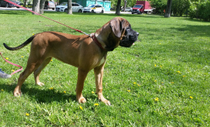 Zdjęcie №2 do zapowiedźy № 6676 na sprzedaż  cane corso - wkupić się Federacja Rosyjska hodowca